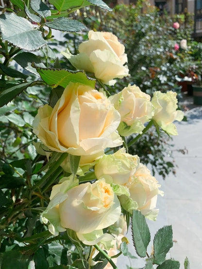 Rosa ‘Peach Avalanche  | 蜜桃雪山 ’ - Award