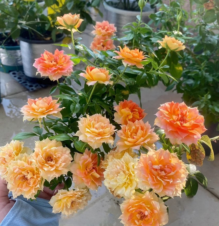 Rose 'Lanterne Citrouille' 南瓜灯笼