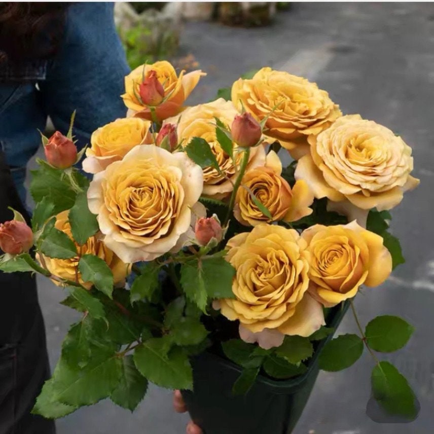 Rose  ‘Pine Dream  | ドリームパイン | 松之梦 ’  -New Variety