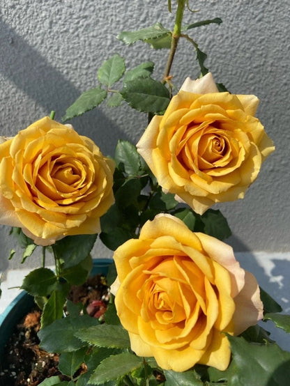 Rose  ‘Pine Dream  | ドリームパイン | 松之梦 ’  -New Variety