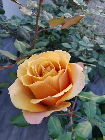 Rose  ‘Pine Dream  | ドリームパイン | 松之梦 ’  -New Variety