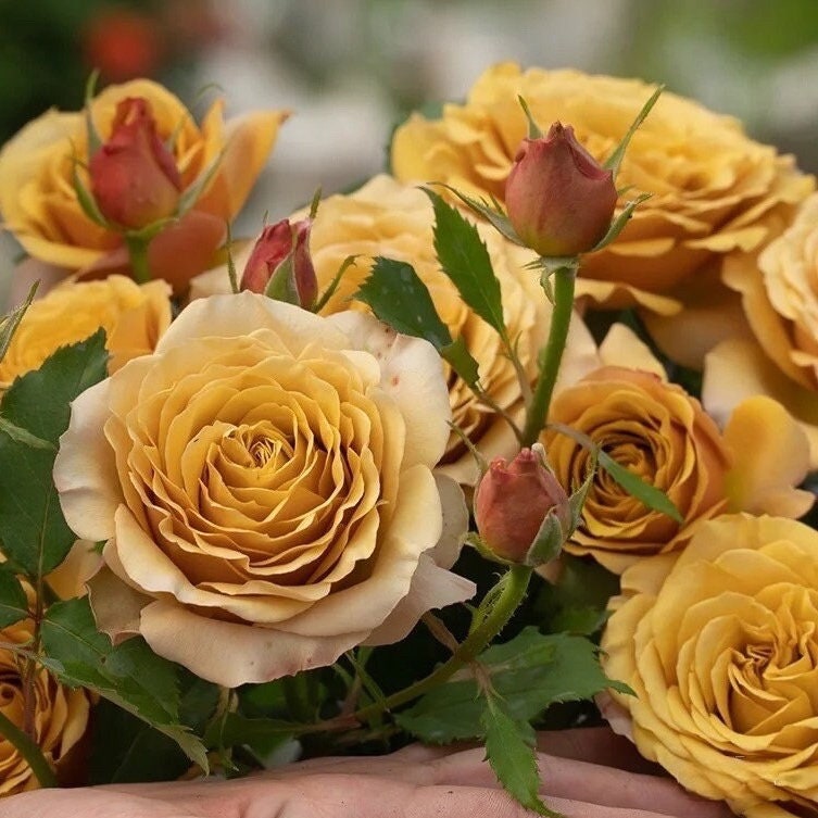 Rose  ‘Pine Dream  | ドリームパイン | 松之梦 ’  -New Variety