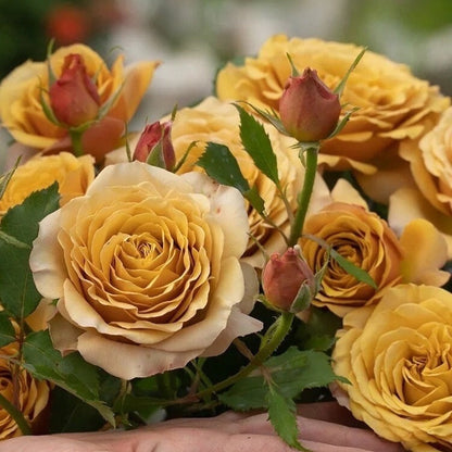 Rose  ‘Pine Dream  | ドリームパイン | 松之梦 ’  -New Variety