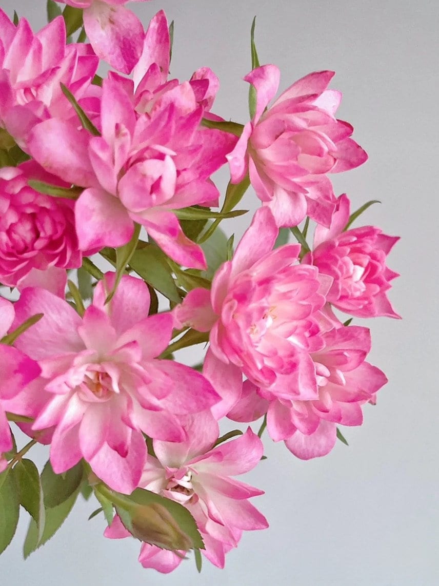 Mini Rose  ’Astro Sky |アストロスカイ | 天荷繁星 ‘