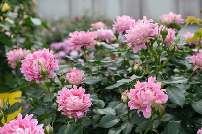 Rare Rosa  ‘Fancy Ruffle  |ファンシー ラッフル ｜梦幻褶边 ’