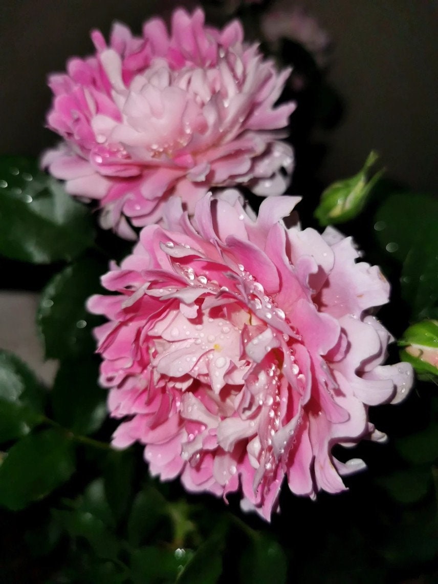 Rare Rosa  ‘Fancy Ruffle  |ファンシー ラッフル ｜梦幻褶边 ’