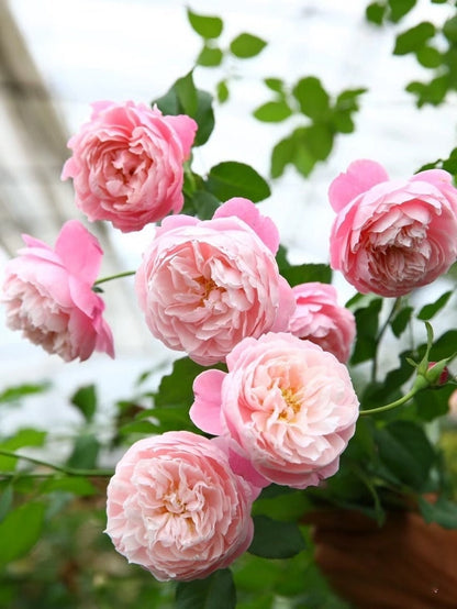 Rare Rose  ‘Plume |プリュム |羽毛 ’  - Award winning