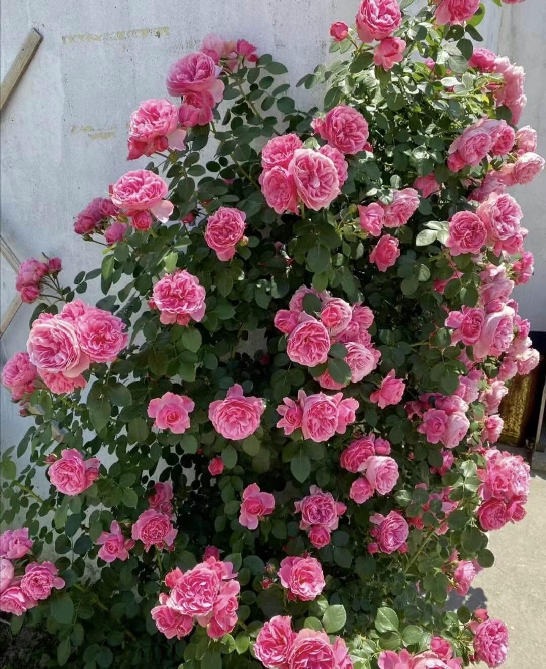 Climbing Rosa 2Gal “ Leonardo da Vinci”|MEIdeauri | 粉色达芬奇