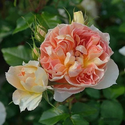 Rose 'Lanterne Citrouille' 南瓜灯笼