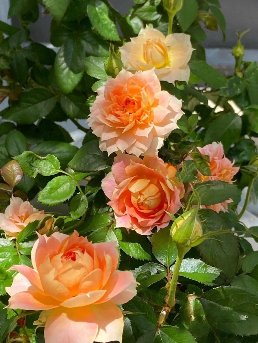 Rose 'Lanterne Citrouille' 南瓜灯笼
