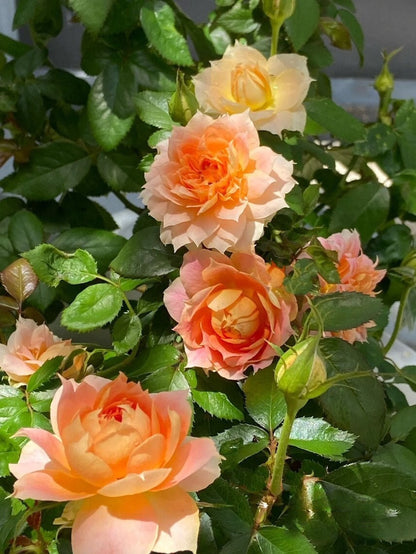 Rose 'Lanterne Citrouille' 南瓜灯笼