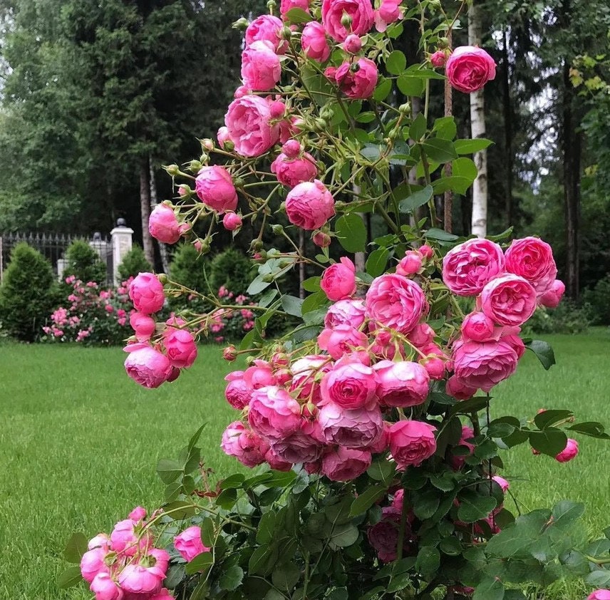 Climbing Rosa ‘ Pomponella | つるバラ | 艾拉绒球 ’
