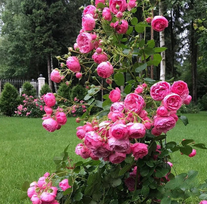 Climbing Rosa ‘ Pomponella | つるバラ | 艾拉绒球 ’