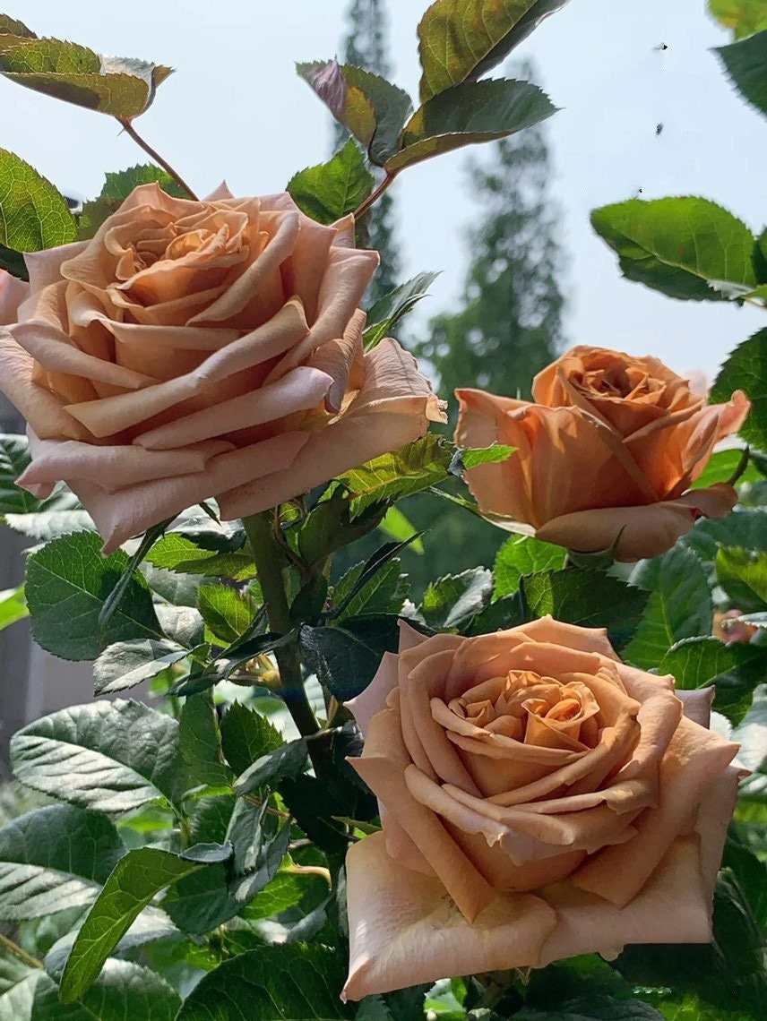 Rare Rosa ‘ Toffee  |太妃糖 ’