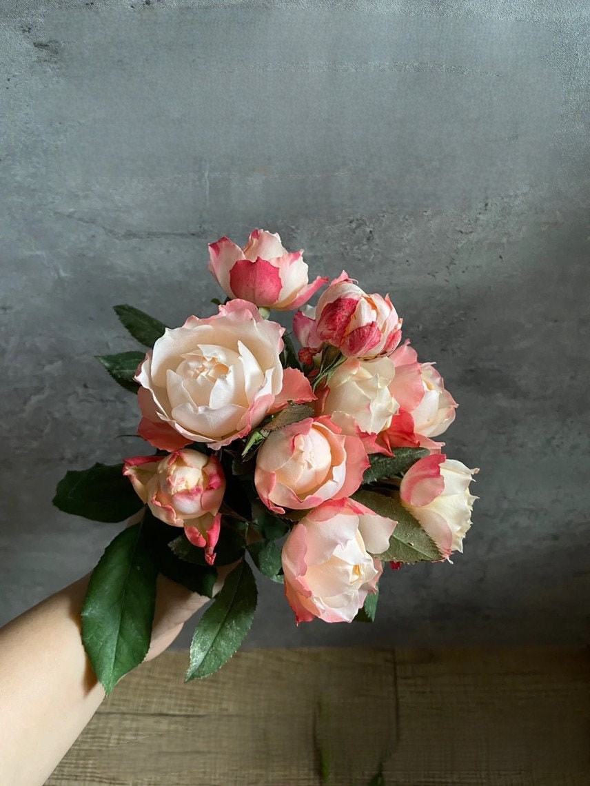 Rose ’ Princess Suki | シャンスポム | 苏琪公主 ‘
