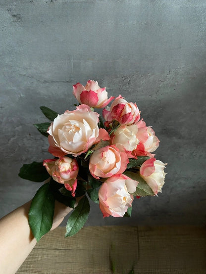 Rose ’ Princess Suki | シャンスポム | 苏琪公主 ‘