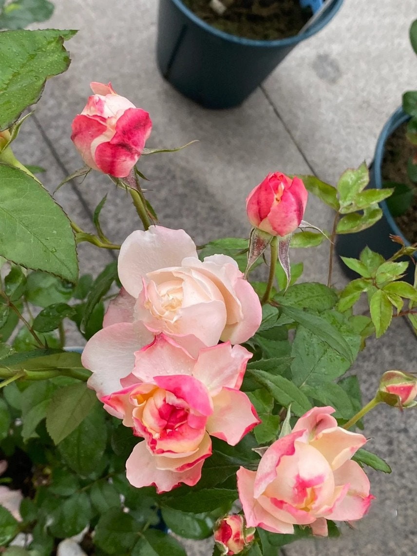 Rose ’ Princess Suki | シャンスポム | 苏琪公主 ‘