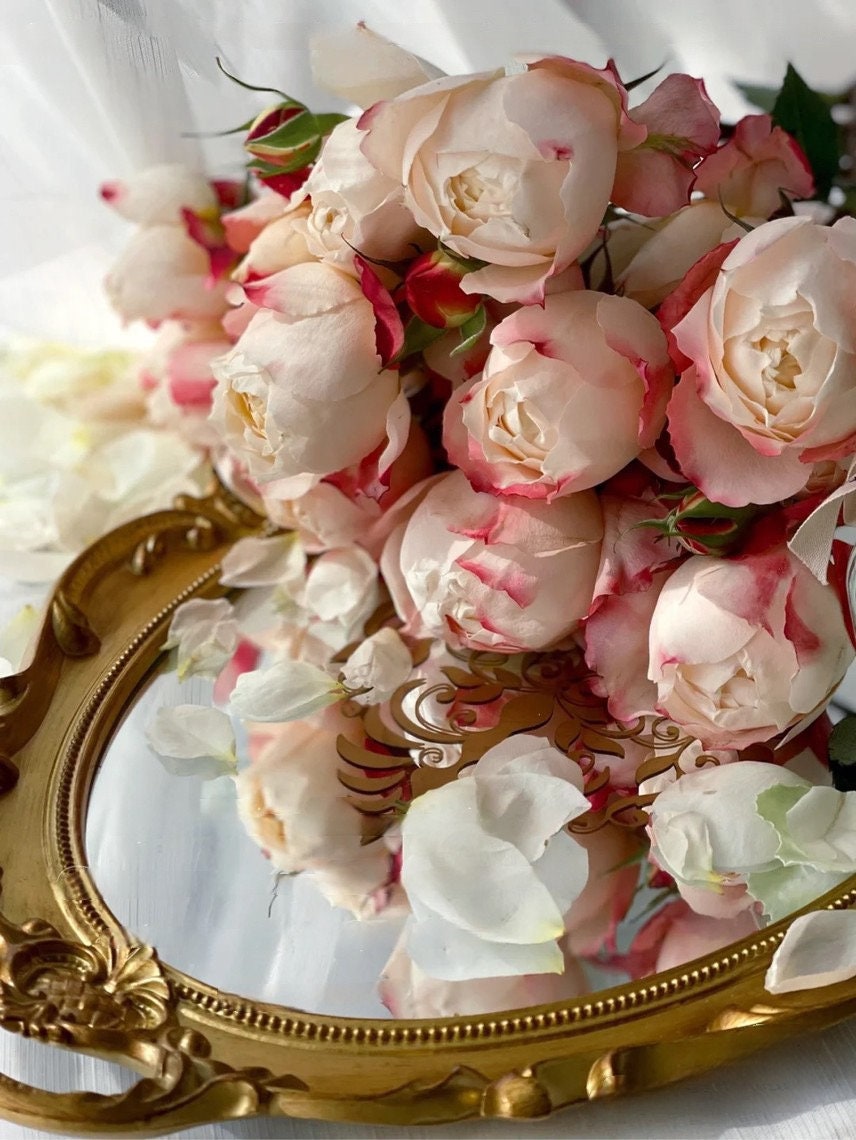 Rose ’ Princess Suki | シャンスポム | 苏琪公主 ‘