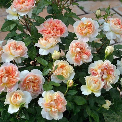 Rose 'Lanterne Citrouille' 南瓜灯笼