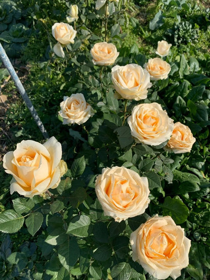 Rosa ‘Peach Avalanche  | 蜜桃雪山 ’ - Award