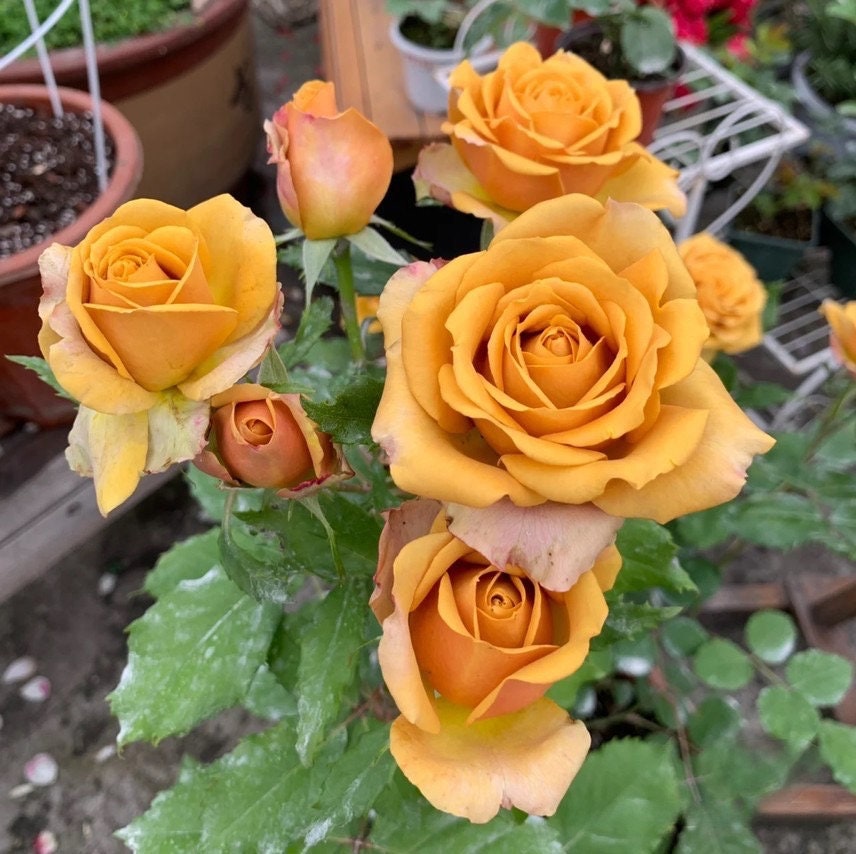 Rose  ‘Pine Dream  | ドリームパイン | 松之梦 ’  -New Variety