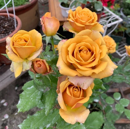 Rose  ‘Pine Dream  | ドリームパイン | 松之梦 ’  -New Variety