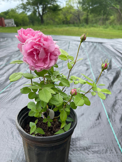 Rare Rosa  ’ Miyako |みやこ | 宫古 | 京 ‘