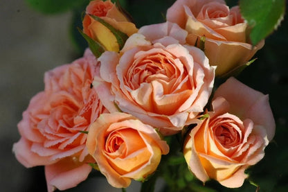 Climbing Rose ‘ Apricot Sweet Dream | 甜梦 ’ -Award-winning variety