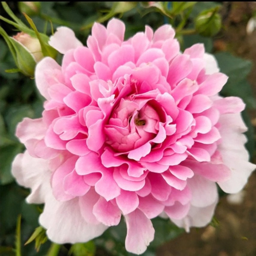 Rare Rosa  ‘Fancy Ruffle  |ファンシー ラッフル ｜梦幻褶边 ’