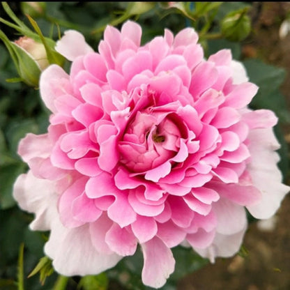 Rare Rosa  ‘Fancy Ruffle  |ファンシー ラッフル ｜梦幻褶边 ’