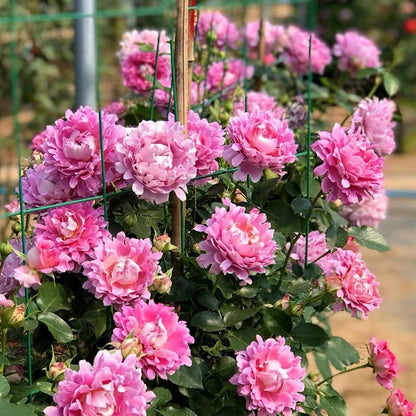 Rare Rosa  ‘Fancy Ruffle  |ファンシー ラッフル ｜梦幻褶边 ’