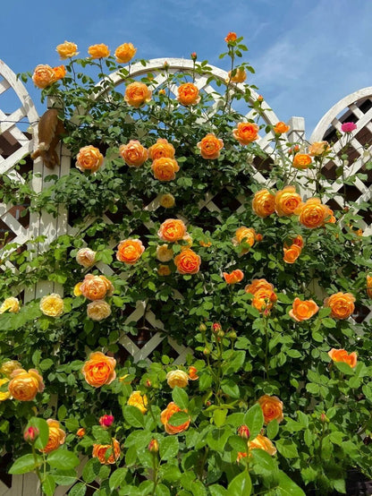 Climbing Rose  ‘ Honey Carame  | 蜂蜜焦糖 ’