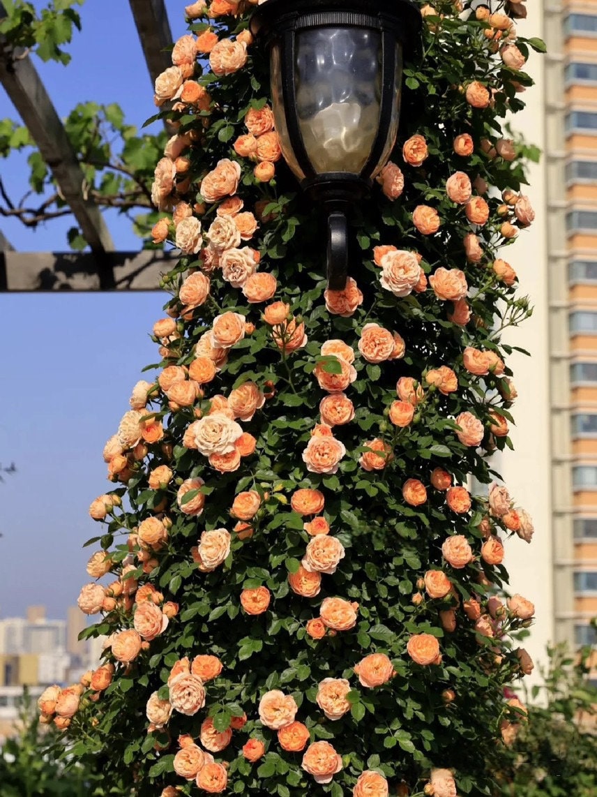 Climbing Rose ‘ Apricot Sweet Dream | 甜梦 ’ -Award-winning variety
