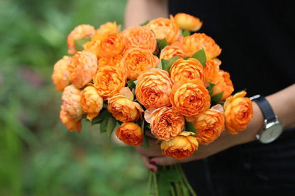 Climbing Rose  ‘ Honey Carame  | 蜂蜜焦糖 ’