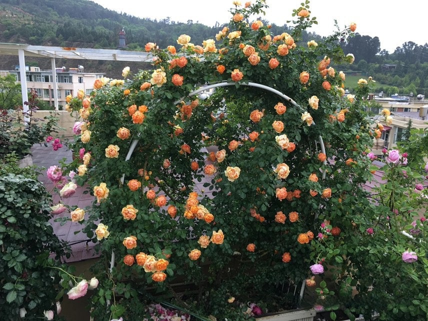 Climbing Rose  ‘ Honey Carame  | 蜂蜜焦糖 ’