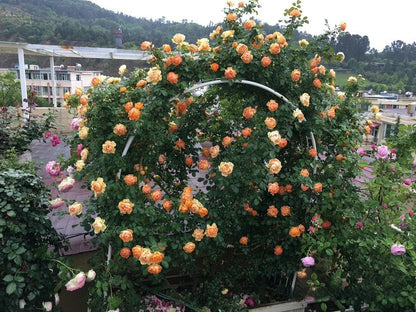 Climbing Rose  ‘ Honey Carame  | 蜂蜜焦糖 ’
