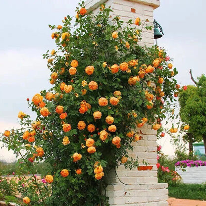 Climbing Rose  ‘ Honey Carame  | 蜂蜜焦糖 ’