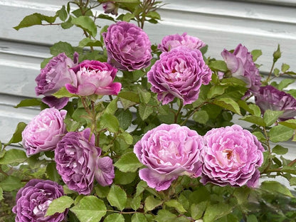 Rose ‘Huddersfield Choral Society |合唱团 ’   -  Award Winning