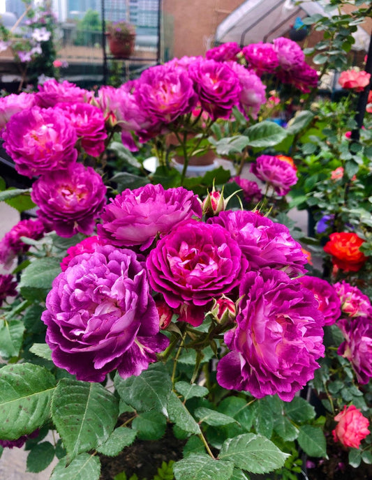 Rose ‘Huddersfield Choral Society |合唱团 ’   -  Award Winning