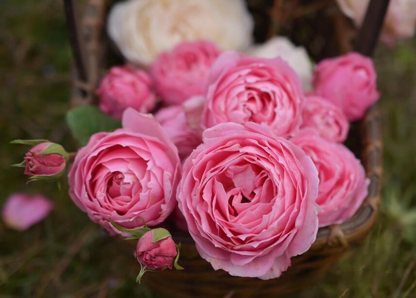 Rare Rosa  ’ Miyako |みやこ | 宫古 | 京 ‘
