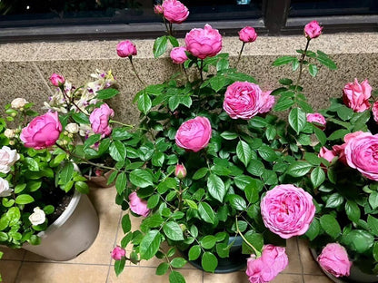 Rare Rosa  ’ Miyako |みやこ | 宫古 | 京 ‘