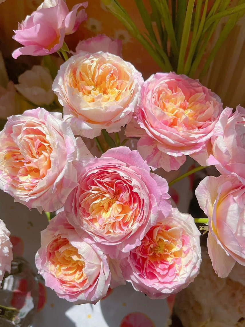 Shrub Rose ‘Claude Monet  | モネ  | 莫奈 ’