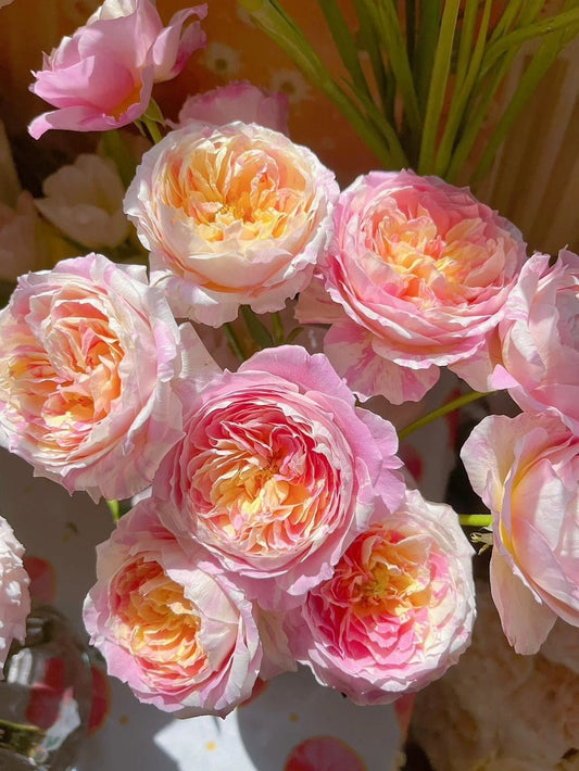 Shrub Rose ‘Claude Monet  | モネ  | 莫奈 ’