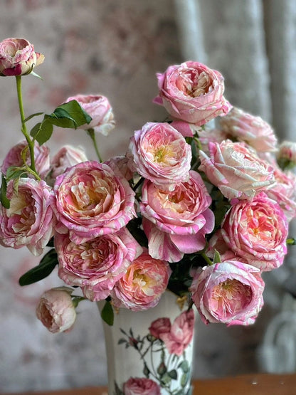Shrub Rose ‘Claude Monet  | モネ  | 莫奈 ’