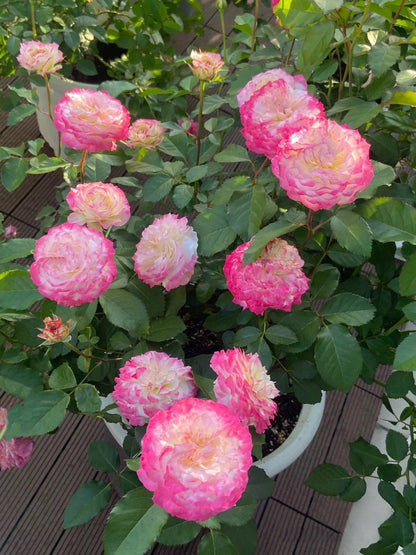 Rare Rose  ‘First Blus  | 初妆  ’ - Award winning