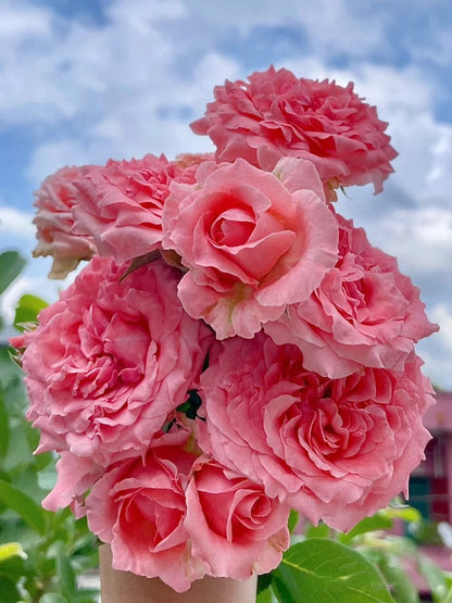 Shrub Rose 'Corail Gelee'  | コラーユジュレ | 珊瑚果冻 - Awarded