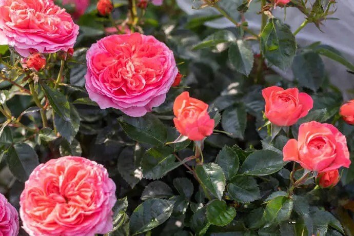Rose  'Ignite Cherry | 点火樱桃 '