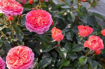 Rose  'Ignite Cherry | 点火樱桃 '