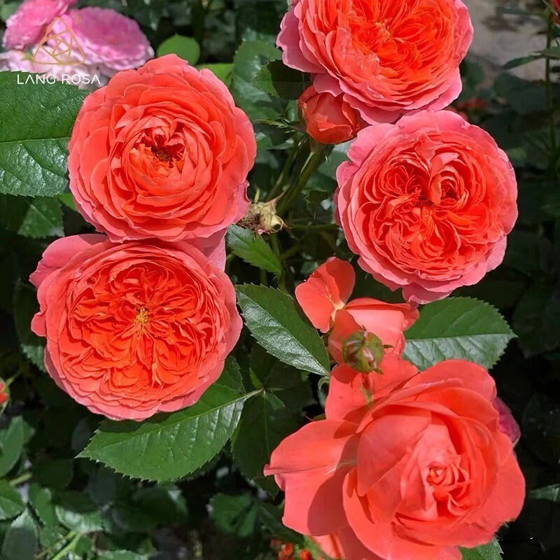 Rose  'Ignite Cherry | 点火樱桃 '