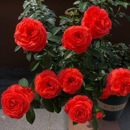 Rose  'Ignite Cherry | 点火樱桃 '